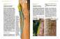 Preview: Taggeckos der Gattung Phelsuma
